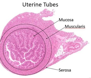 Histology of the uterine tube