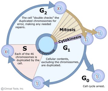 Cell cycle diagram