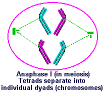 Anaphase I of meiosis
