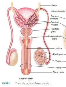 Male reproductive system anatomy