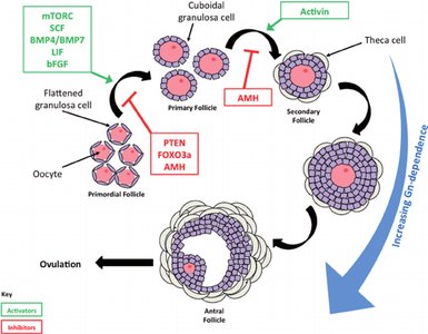 Stages of folliculogenesis