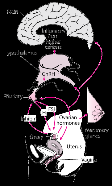 Hormonal regulation of the female reproductive system