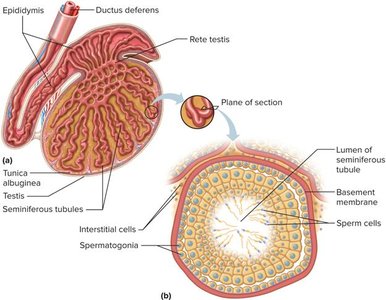 Seminiferous tubules and supporting cells in the testis