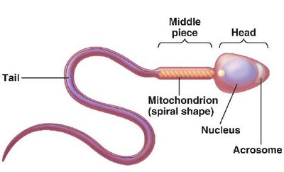 Structure of a sperm cell