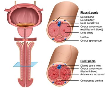 Flaccid and erect penis cross-sections