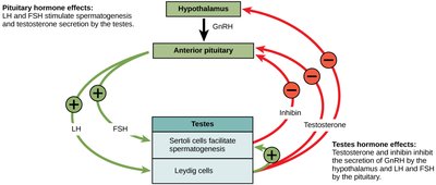 Hormonal regulation of male reproductive system