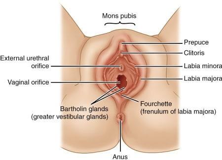 External female genitalia (vulva)