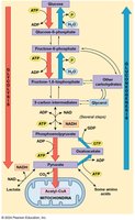 Glycolysis and Gluconeogenesis (Part 1)