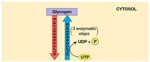 Glycolysis and Gluconeogenesis (Part 2)