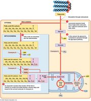Lipolysis and Beta-Oxidation