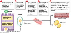 Lipid Transport and Use (Part 1)