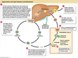 Lipid Transport and Use (Part 2)