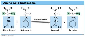 Amino Acid Catabolism - Transamination