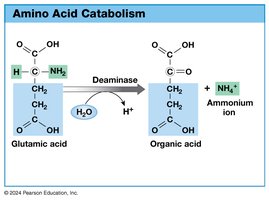 Amino Acid Catabolism - Deamination