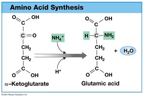 Amino Acid Synthesis - Amination