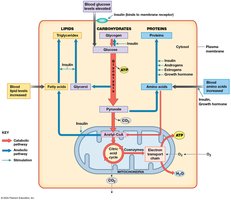 Absorptive and Postabsorptive States (Part 3)