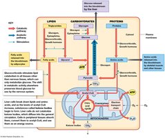 Absorptive and Postabsorptive States (Part 4)