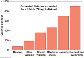Caloric Expenditures for Various Activities