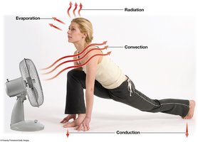 Mechanisms of Heat Exchange