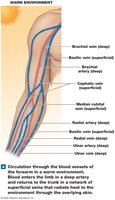 Vascular Adaptations for Heat Loss