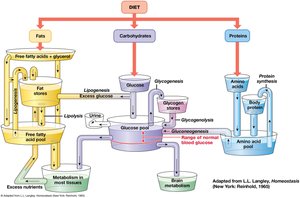 Metabolism of Organic Nutrients and Nutrient Pools