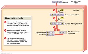 Steps in Glycolysis (Part 1)