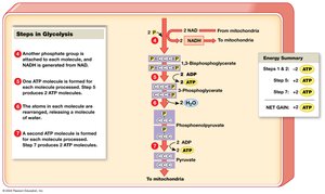 Steps in Glycolysis (Part 2)