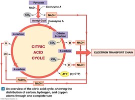 Overview of the Citric Acid Cycle