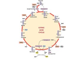 Detailed Citric Acid Cycle