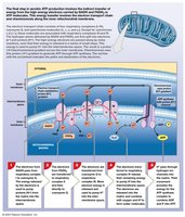 Electron Transport Chain and ATP Formation