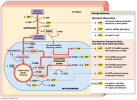 Summary of Energy Yield of Glycolysis and Aerobic Metabolism