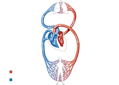 Diagram of pulmonary and systemic circuits