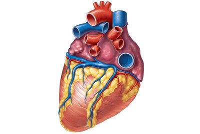 Coronary sinus entering right atrium