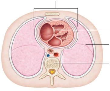 Transverse section showing heart in thorax