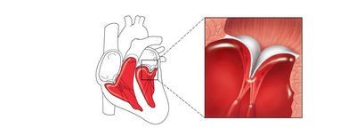 AV valves closed during ventricular contraction