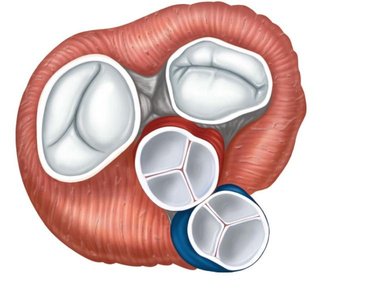 Semilunar valves: aortic and pulmonary