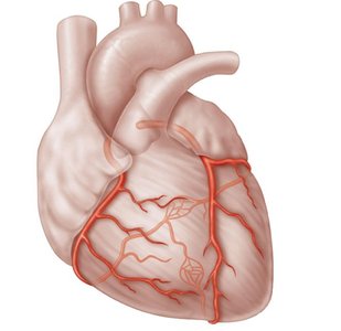 Coronary arteries