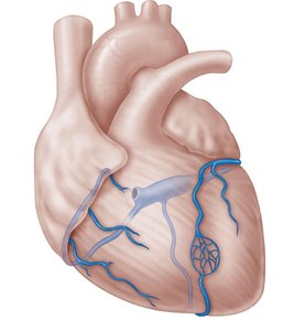 Cardiac veins and coronary sinus