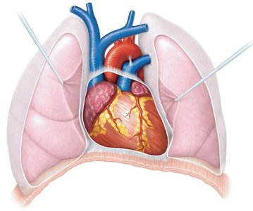Heart orientation in thoracic cavity