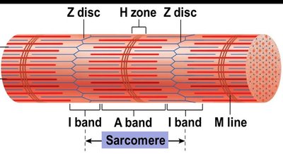 Myofibril structure with bands and lines