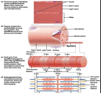 Hierarchical structure of muscle fiber, myofibril, and sarcomere