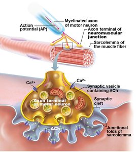 Neuromuscular junction with neurotransmitter release