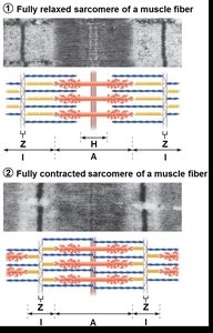 Sliding filament model of muscle contraction