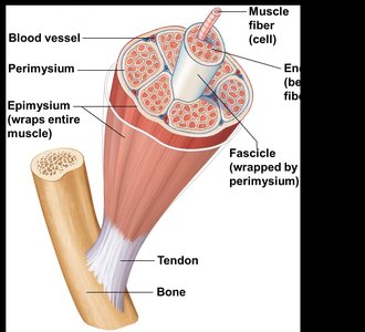 Diagram of muscle connective tissue layers