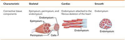 Table comparing connective tissue components in muscle types