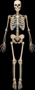 Full human skeleton, anterior view