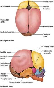 Fontanels and sutures in the infant skull