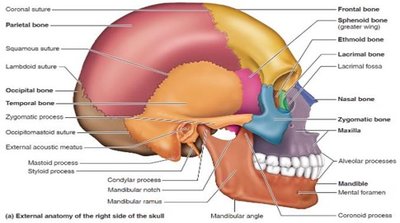 External anatomy of the right side of the skull