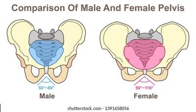 Comparison of male and female pelvis
