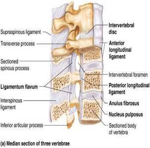 Clinical images of scoliosis, kyphosis, and lordosis
